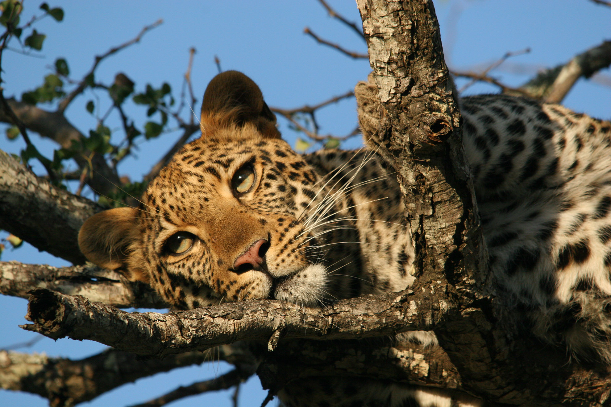 Karongwe-Wildlife-BigFive-3